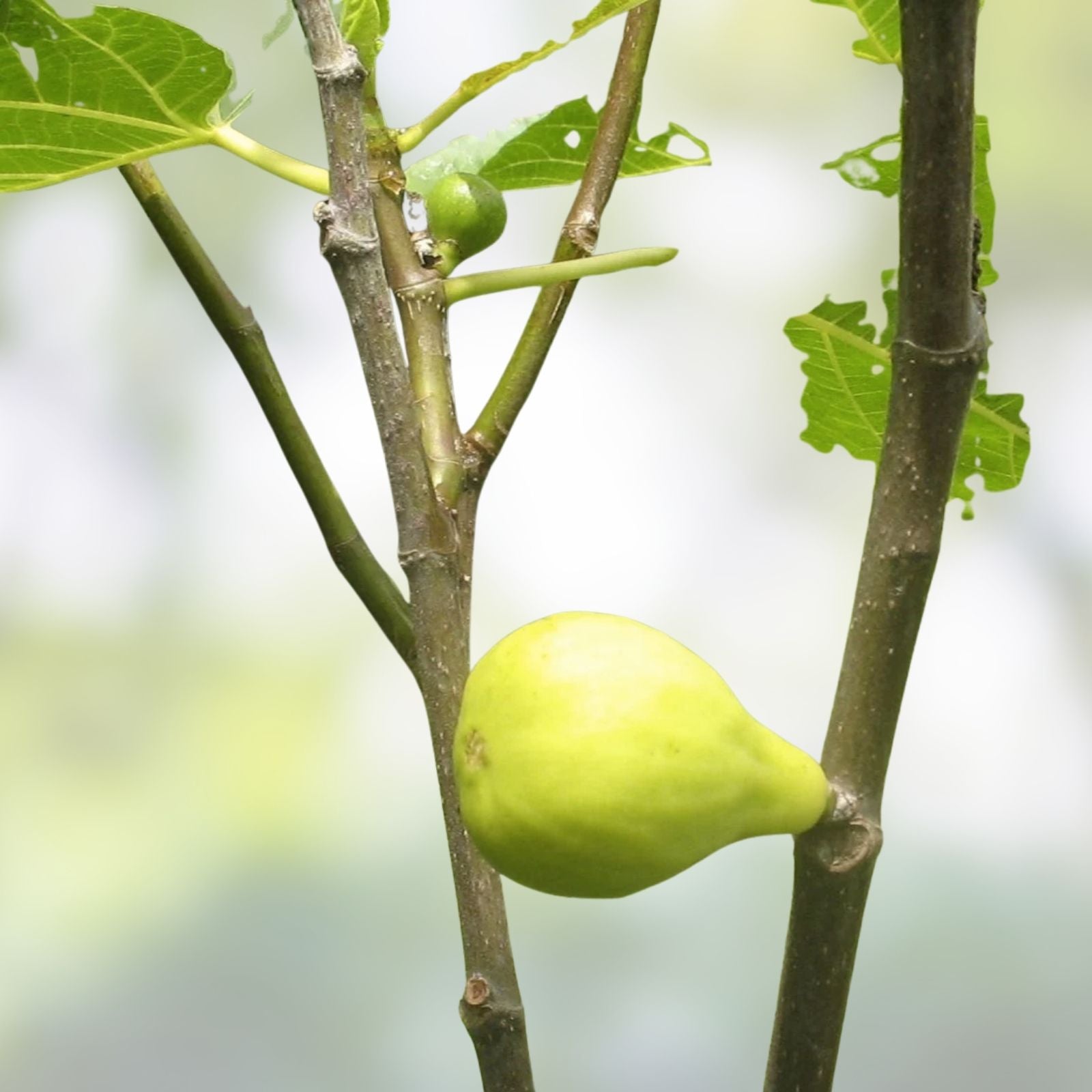White Marseilles Fig Cuttings, Unrooted Ficus carica, Honey Sweet, Fruit Tree, Live Plant, Starter Plant, Bare Root
