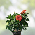 Red Hibiscus Rosa-sinensis Live Plant Cuttings 5 Inch Tall Garden Flowering Shrubs Bare Root Starter Plant