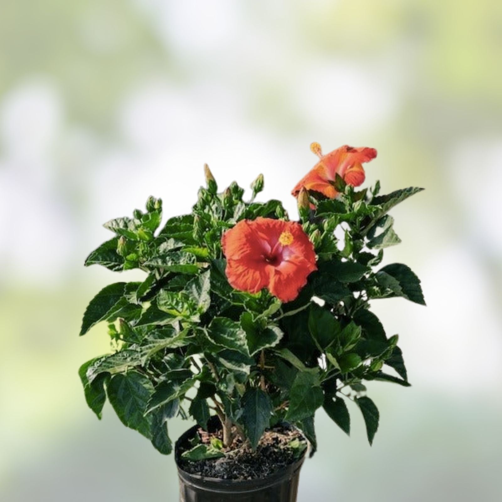 Red Hibiscus Rosa-sinensis Live Plant Cuttings 5 Inch Tall Garden Flowering Shrubs Bare Root Starter Plant