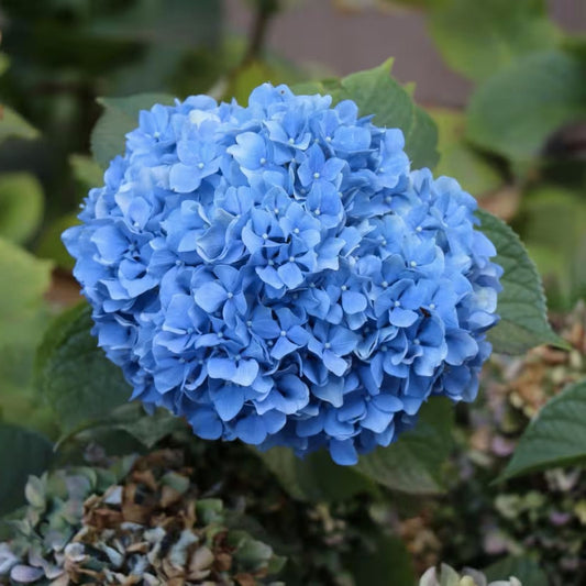Nikko Blue Pink Hydrangea Cutting 4-6 Inch Live Plant Hydrangea macrophylla Bare Root Starter Plant
