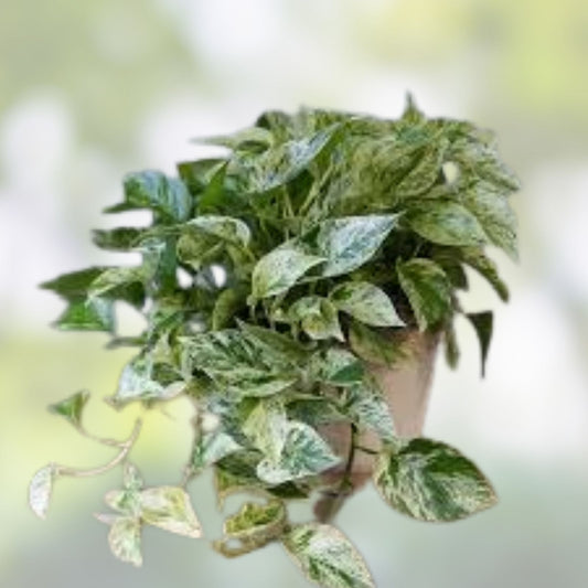 Marble Queen Pothos Cuttings Epipremnum aureum Live Houseplant Propagation Sphagnum Moss