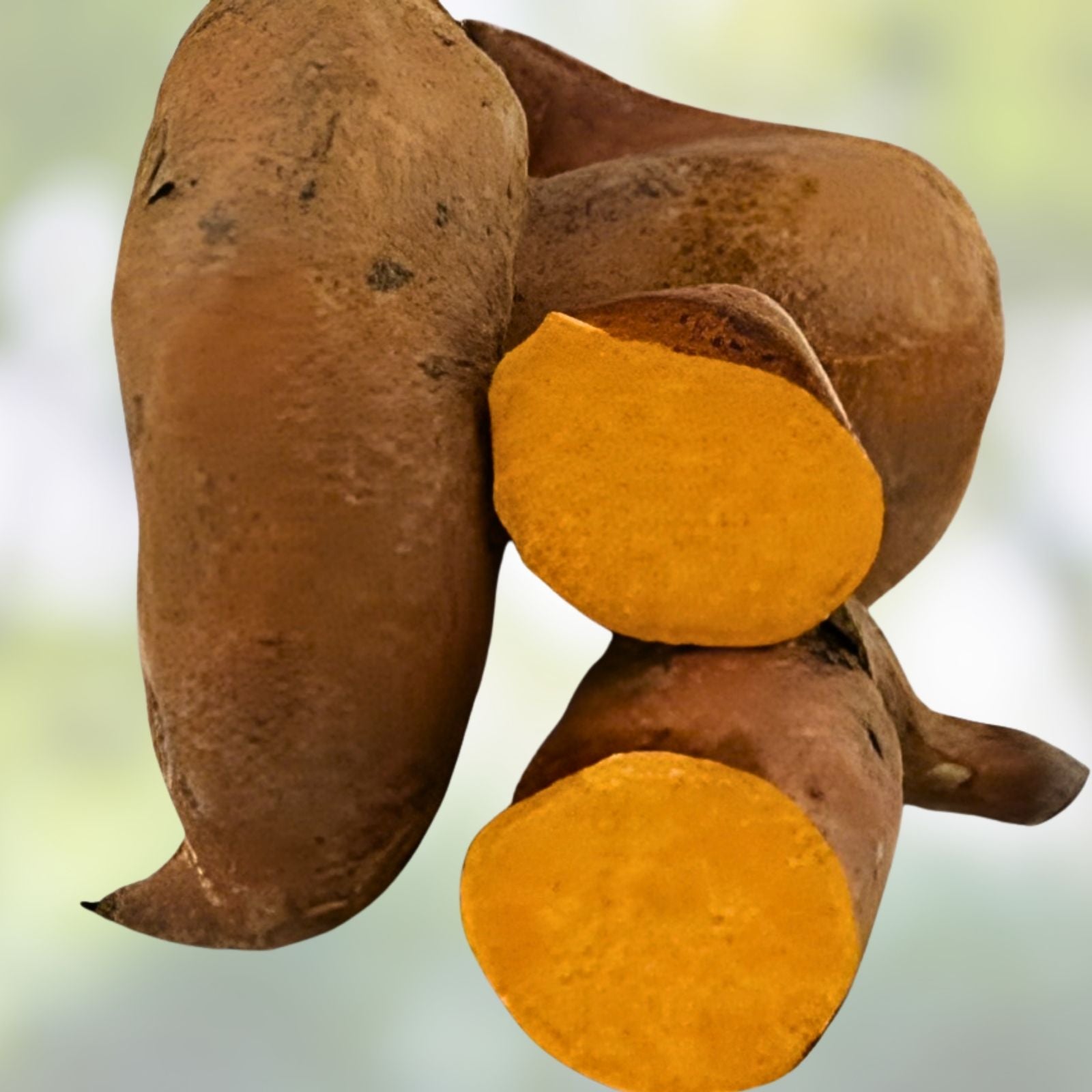 Beauregard Sweet Potato Plants 15 Slips Organic Ipomoea batatas Edible Root Vegetable Garden Starter
