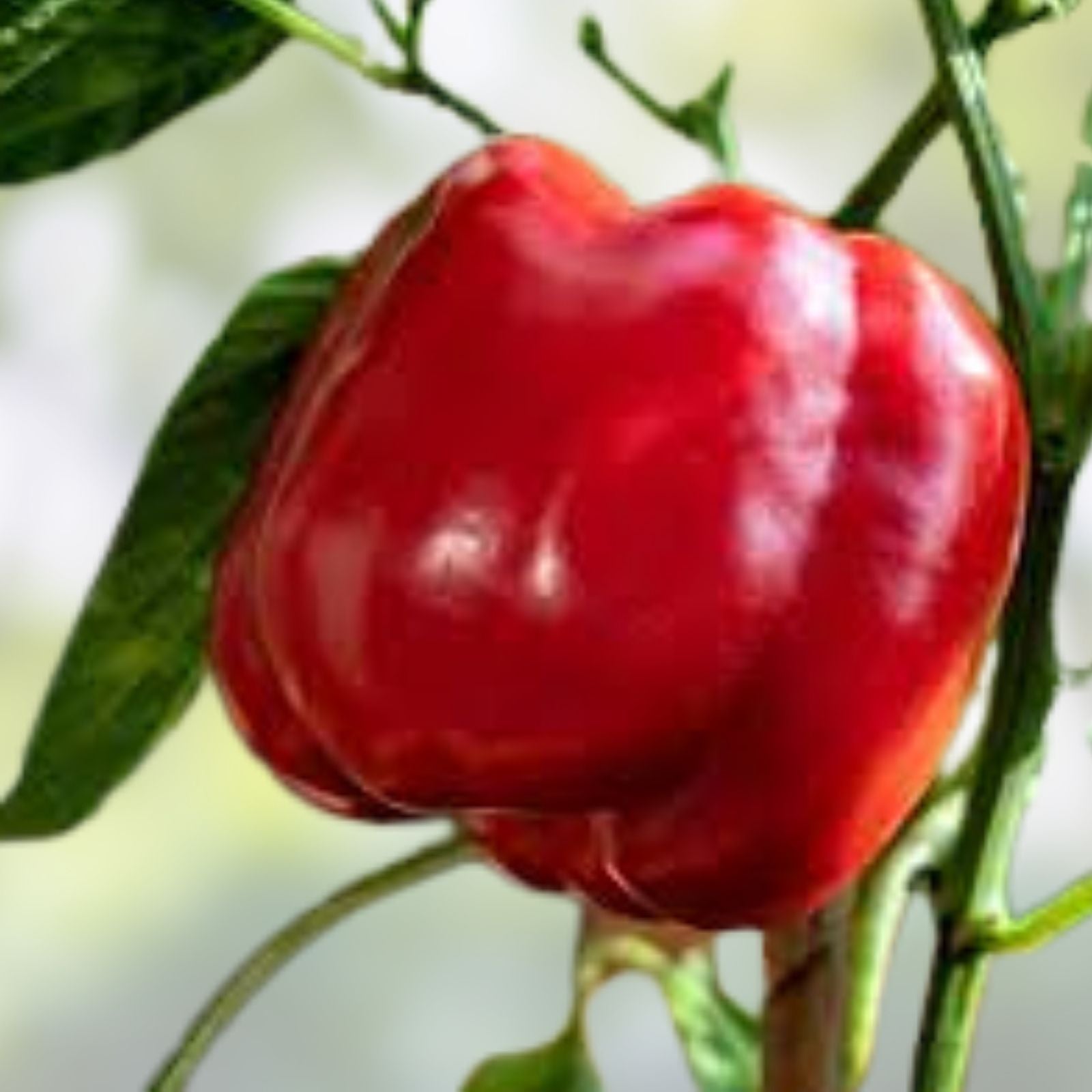 Sweet Pepper Seeds Big Bertha Capsicum Annuum Red Green Bell Peppers Live Plant Starter Cutting