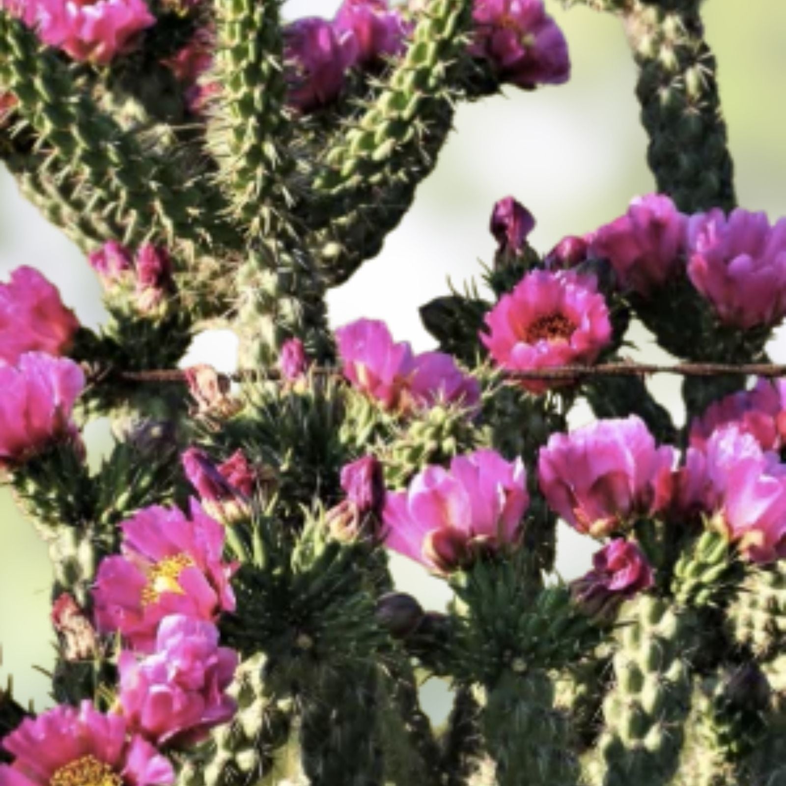 Cylindropuntia imbricata Tree Cholla Cactus Cutting Live Succulent Drought-Tolerant Plant from New Mexico
