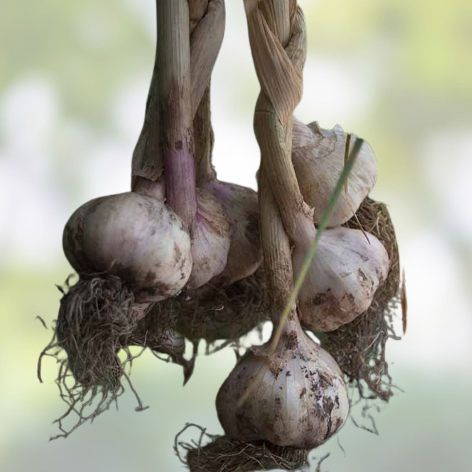 California Softneck Garlic Bulbs 6 Pack Allium sativum Organic Live Plant for Growing, Planting, Gardening