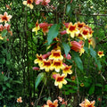Crossvine Live Plants 2-Pack Bignonia capreolata Orange Red Flowers Hummingbird Vine Native Starter Plant