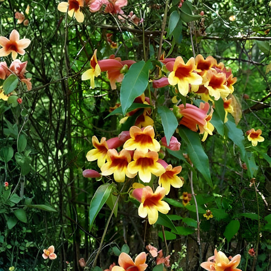 Crossvine Live Plants 2-Pack Bignonia capreolata Orange Red Flowers Hummingbird Vine Native Starter Plant