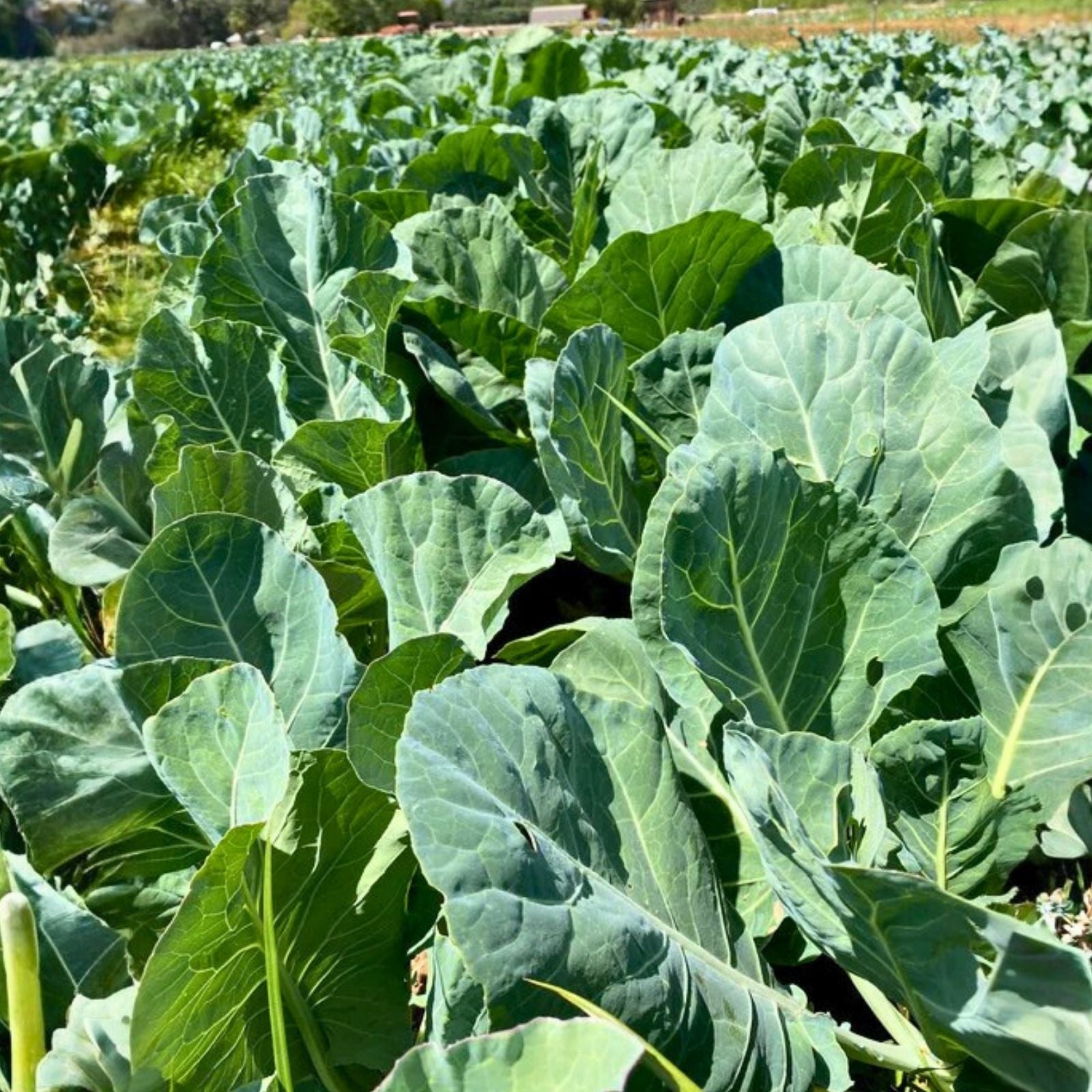 Champion Heirloom Collard Green Seeds – Non-GMO Brassica oleracea Starter Plants, Organic Gardening, Live Plant, Cutting, Bare Root