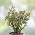 Euphorbia guiengola Cutting 2" Succulent Bonsai Live Plant Rare Indoor Houseplant Gardening