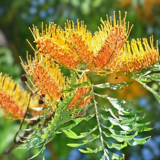 Grevillea robusta Silky Oak Tree Seeds 30 Pack Tropical Fast-Growing Ornamental Live Plant Cutting