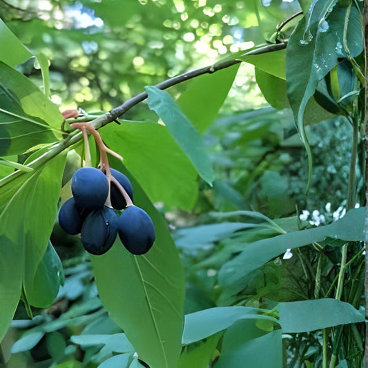 Indian Plum Tree Seeds 30 Oemleria cerasiformis Native Fruit Tree for Garden Landscaping Live Plant Cutting