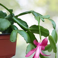 Thanksgiving Cactus Cuttings Schlumbergera Chelsea Live Plant Propagation Bare Root Succulent Houseplant