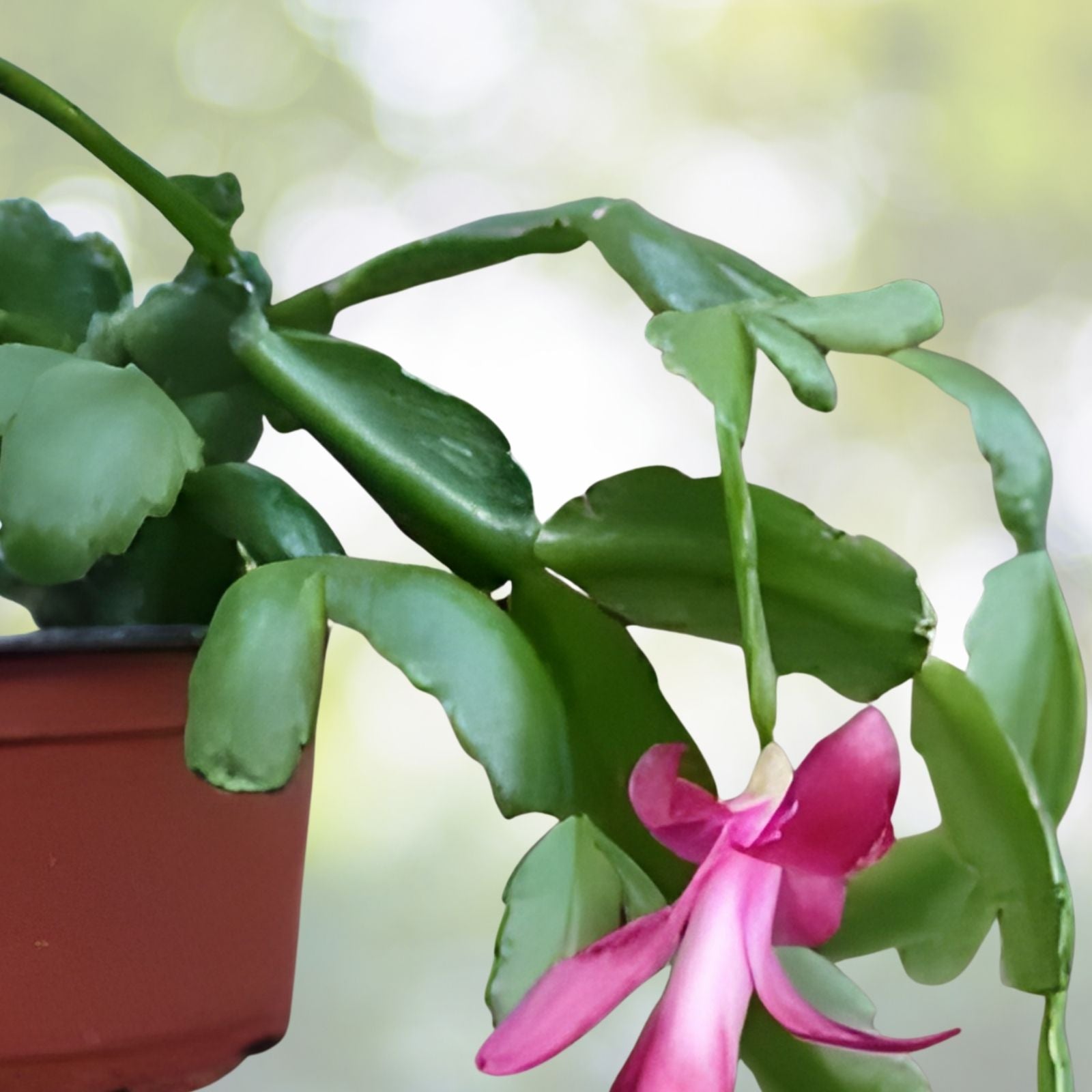 Thanksgiving Cactus Cuttings Schlumbergera Chelsea Live Plant Propagation Bare Root Succulent Houseplant