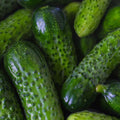 Heirloom Pickling Cucumber Seeds – Non-GMO Cucumis sativus – 500 Starter Plants for Homemade Pickles