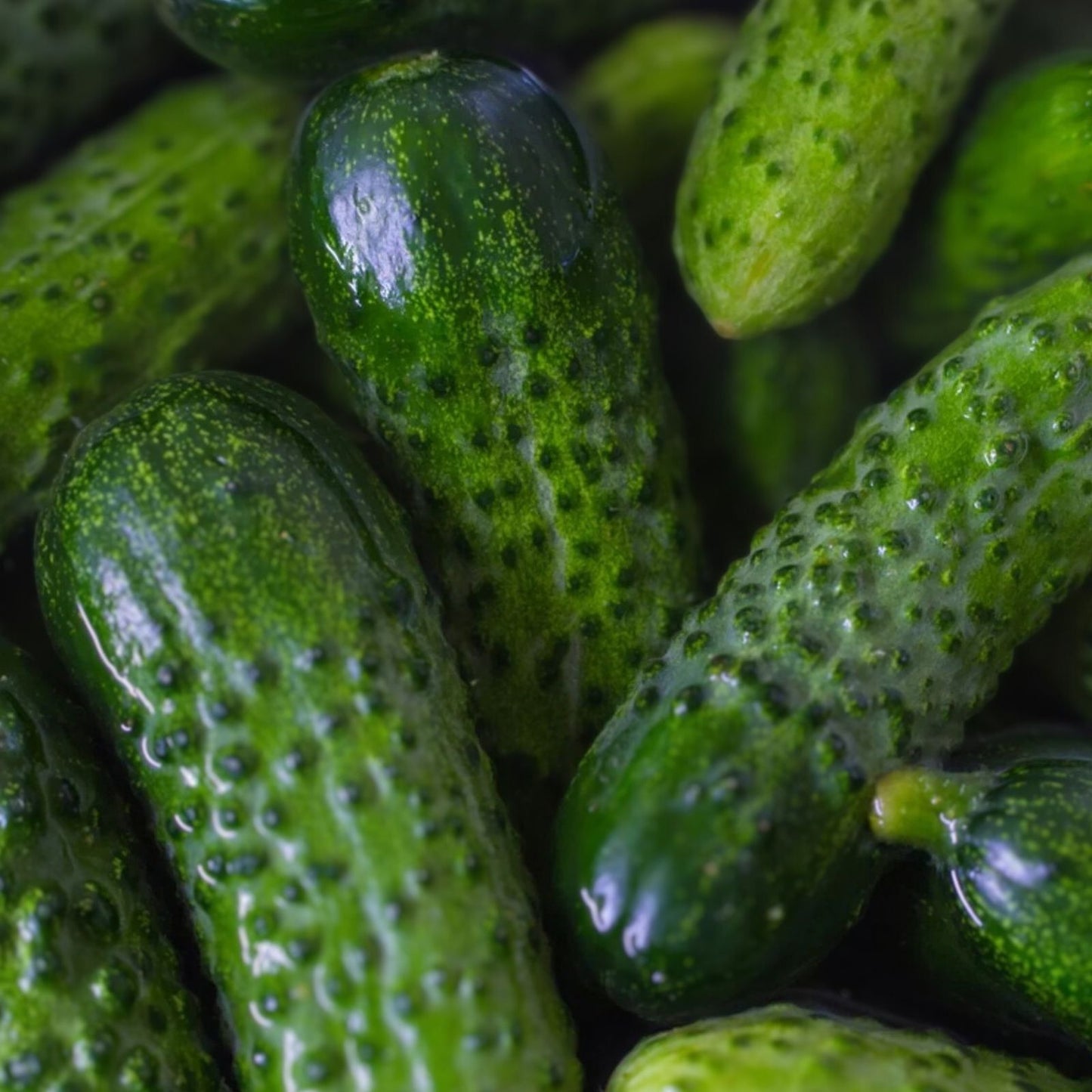 Heirloom Pickling Cucumber Seeds – Non-GMO Cucumis sativus – 500 Starter Plants for Homemade Pickles