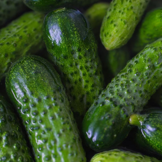 Heirloom Pickling Cucumber Seeds – Non-GMO Cucumis sativus – 500 Starter Plants for Homemade Pickles