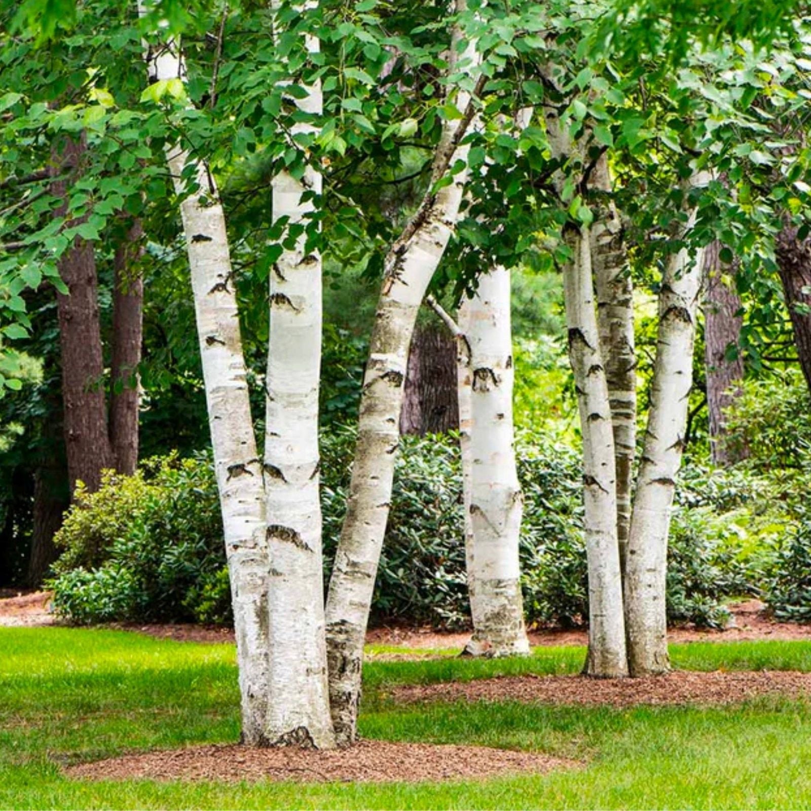White Paper Birch Tree Seeds - 100 Pack for Bonsai, Ornamental Landscaping, Betula papyrifera, Fast Growing Tree Seeds
