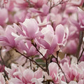 3" Saucer Magnolia Seedling - Flowering Tree - Magnolia x soulangeana - Ornamental Garden Plant - Live Bare Root Starter Plant