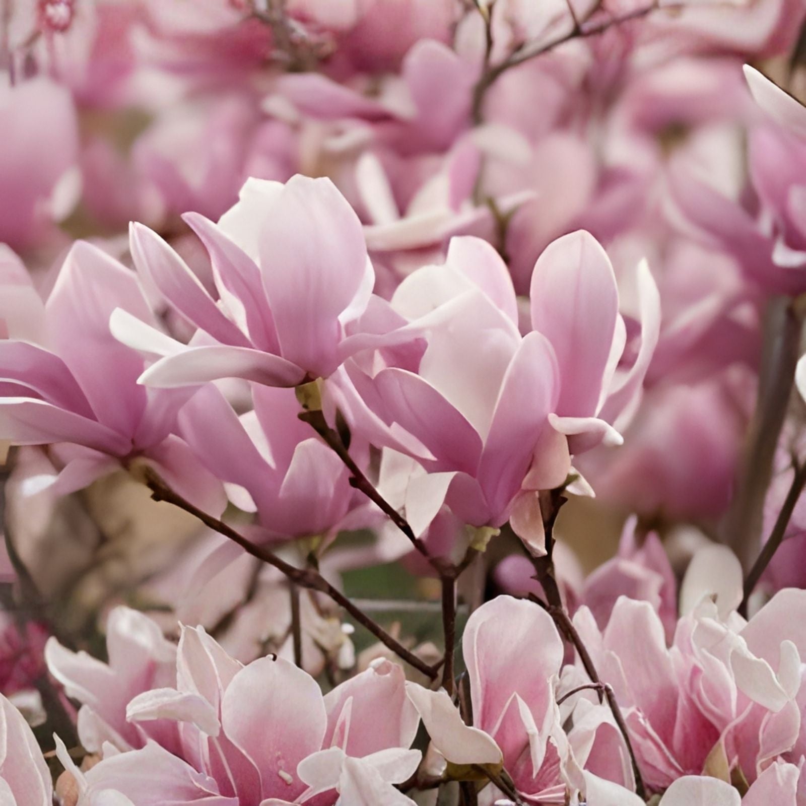 3" Saucer Magnolia Seedling - Flowering Tree - Magnolia x soulangeana - Ornamental Garden Plant - Live Bare Root Starter Plant