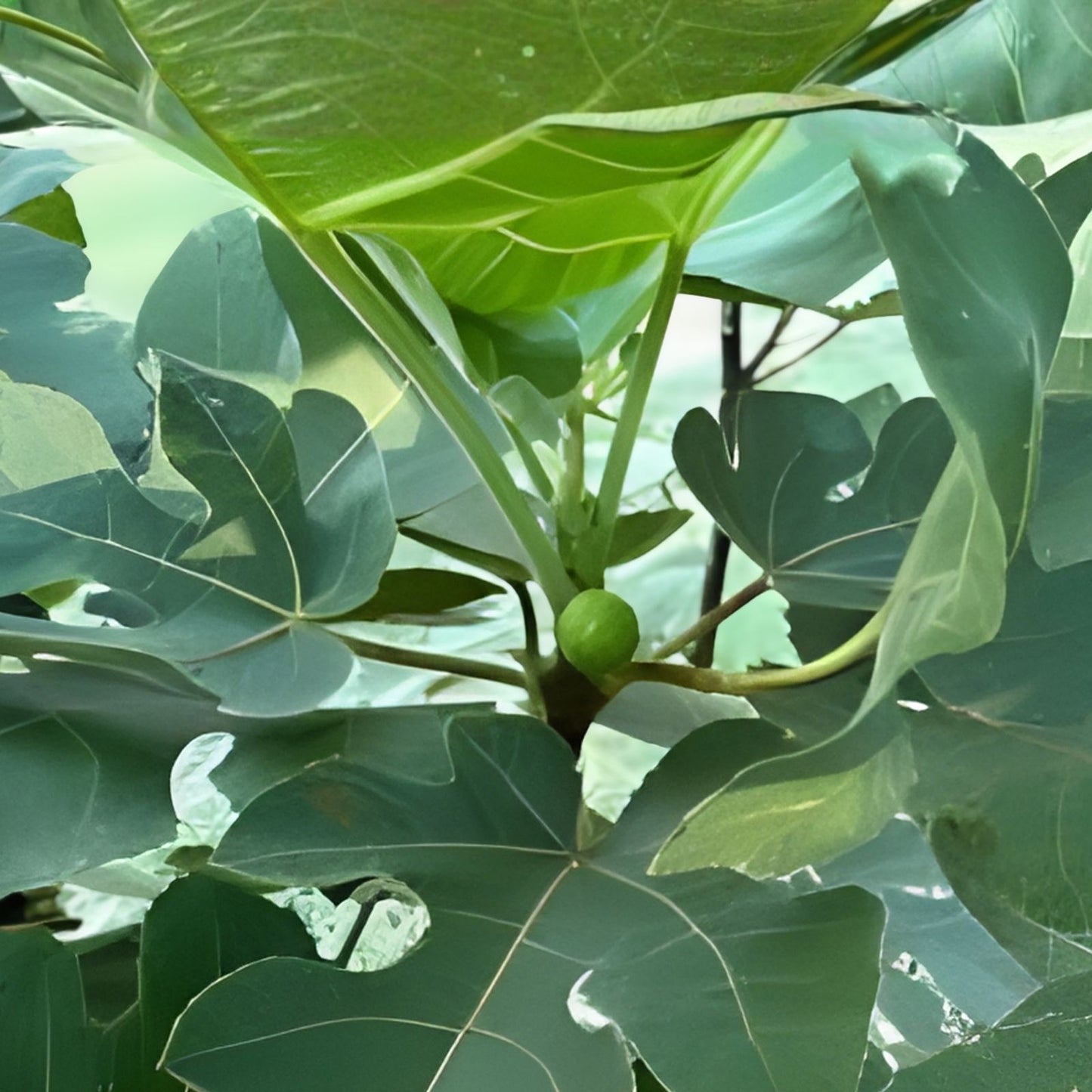 LSU Purple Fig Cuttings 4 Pack Ficus carica Live Plant Propagation Bare Root Starter Tree