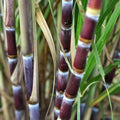 Sugar Cane Cuttings Saccharum officinarum Large Organic Live Plant Starter Bare Root Houseplant Southwest Florida