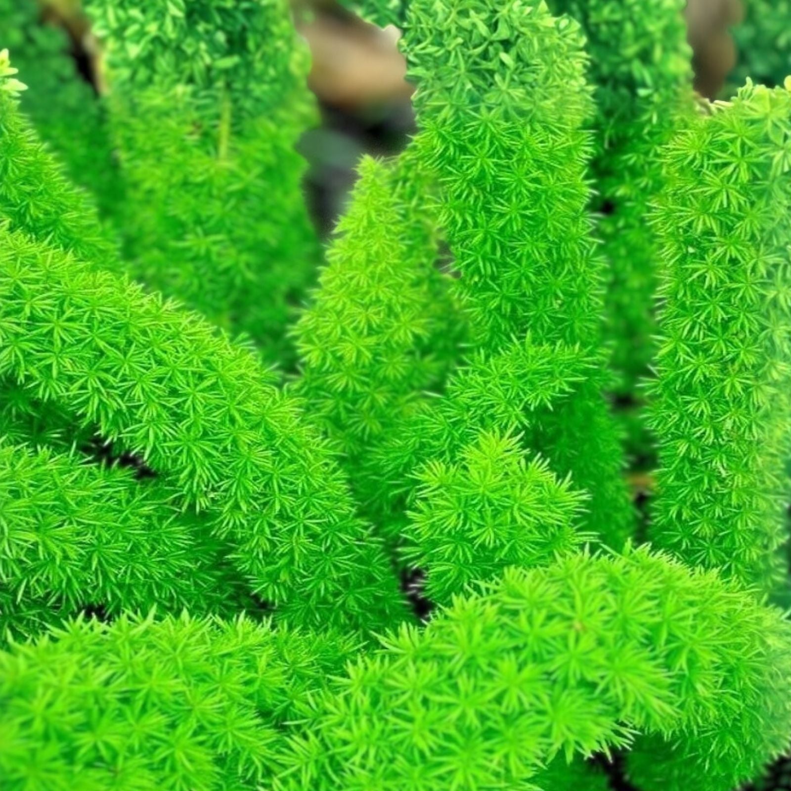 Scarlet Nantes Carrot Seeds | 100+ Heirloom Organic Vegetable Seeds for Gardening | Daucus carota | Fast Growing