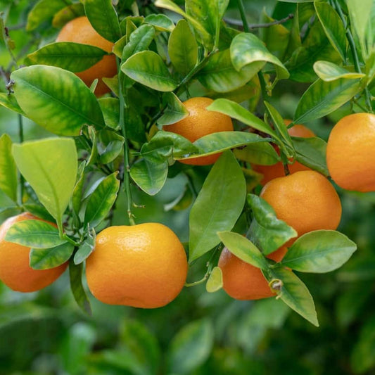 Orange Tree Cuttings Citrus sinensis Live Plant Rooting Grafting Starter Bare Root Houseplant