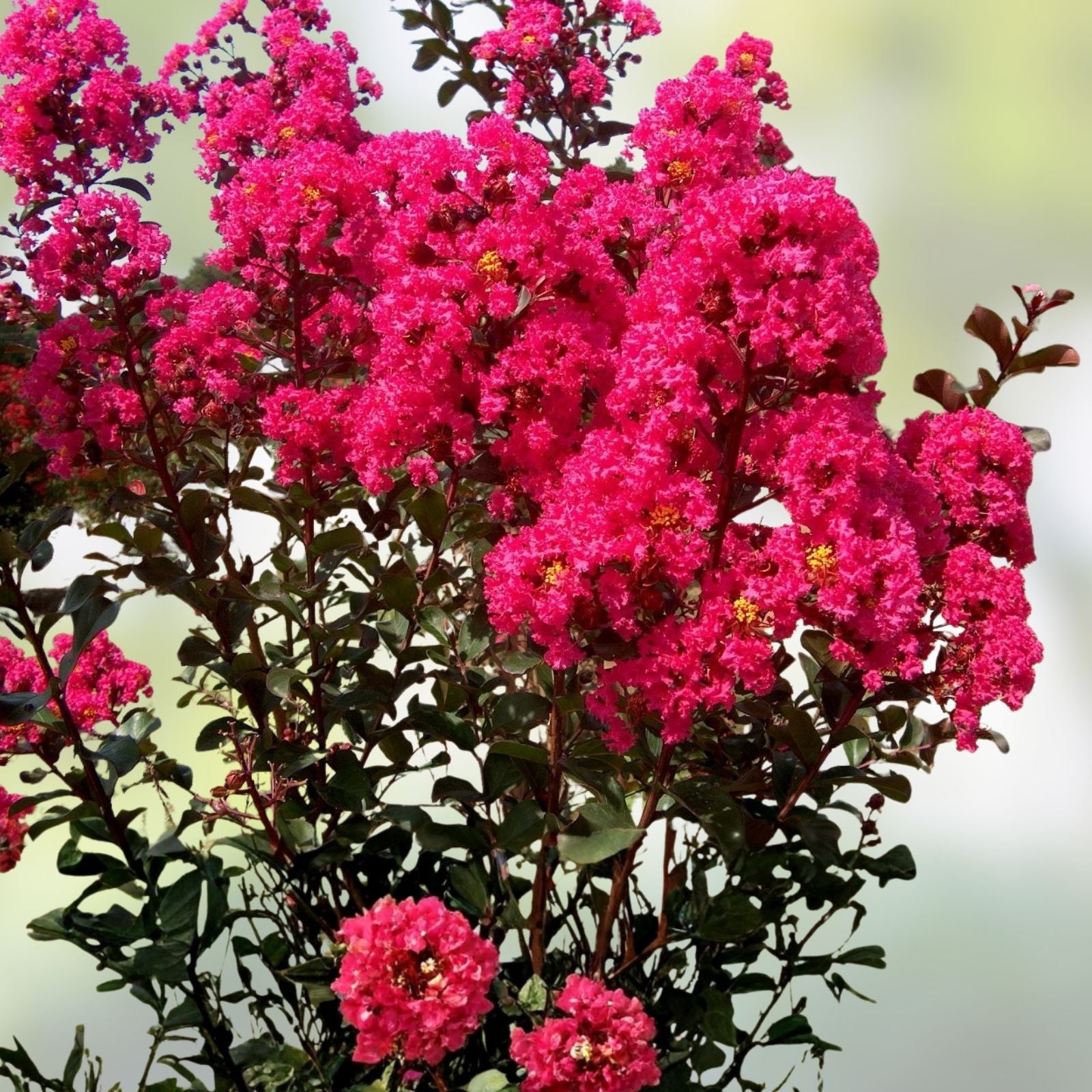 Crape Myrtle Cuttings Deep Pink Lagerstroemia indica Live Plant Starter Garden Propagation
