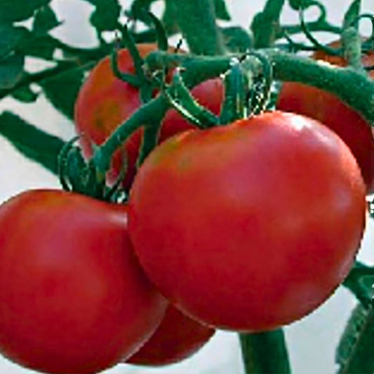 Heirloom Tomato Seeds Rutgers Variety 500 Count Non-GMO Large Solanum lycopersicum Vegetable Seeds