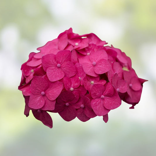 Hydrangea macrophylla Summer Crush Starter Plants 4 Rooted Plugs Garden Flower Live Plant