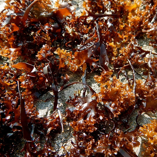 Irish Moss Seeds 250+ - Vibrant Ground Cover - Chondrus crispus - Marine Seaweed Seeds for Garden or Aquarium