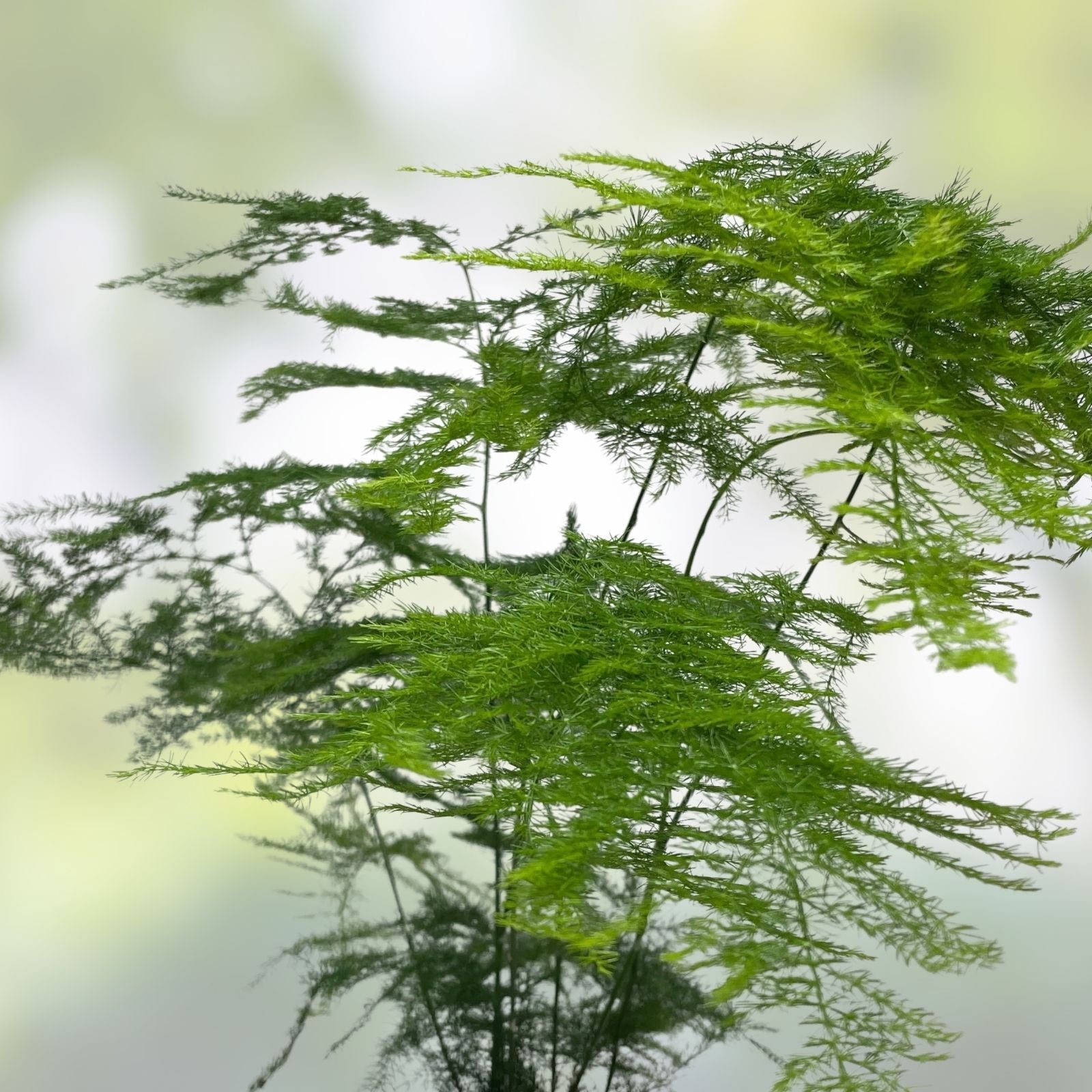 Asparagus Fern Live Plant 4-Inch Pot Mounding Indoor Houseplant Green Foliage Asparagus densiflorus