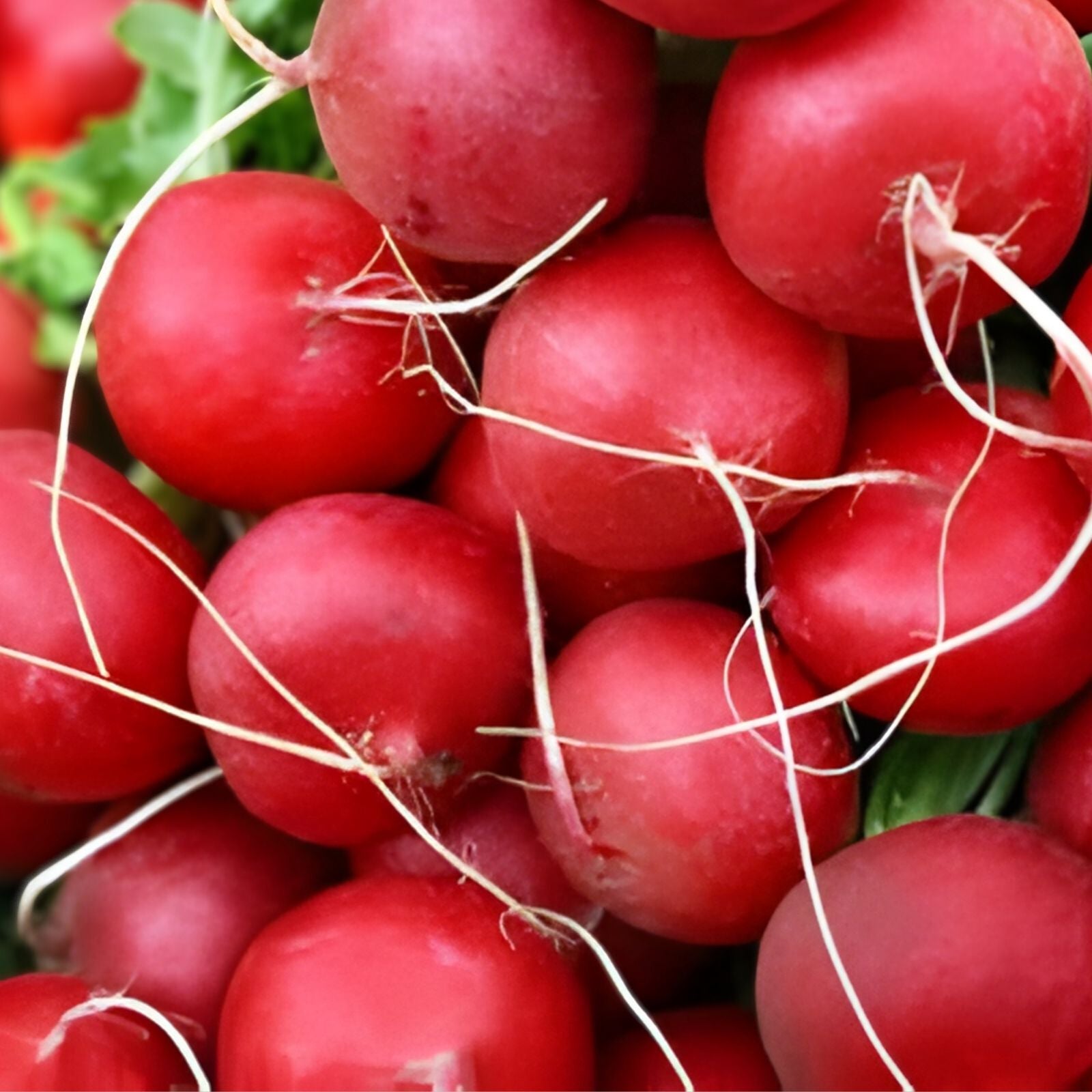 Heirloom Radish Seeds Collection 5 Varieties Non-GMO Raphanus sativus for Home Garden Planting