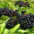 Elderberry Cuttings York Nova Adams Sambucus canadensis Live Plant Starter Bare Root 5-12 inches
