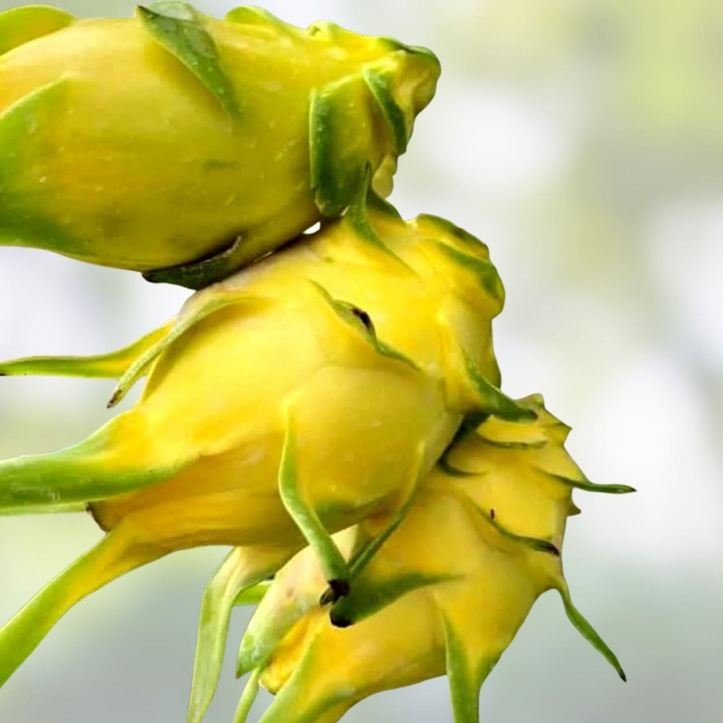 Israeli Yellow Dragon Fruit Cutting 6-10 Inch Hylocereus megalanthus Edible Fruit Plant Cactus Succulent