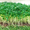 Texas Early Grano Onion Seeds, Heirloom Vidalia Type Allium cepa, Short Day Onion Starter Plant, Garden Planting, Live Onion Seeds
