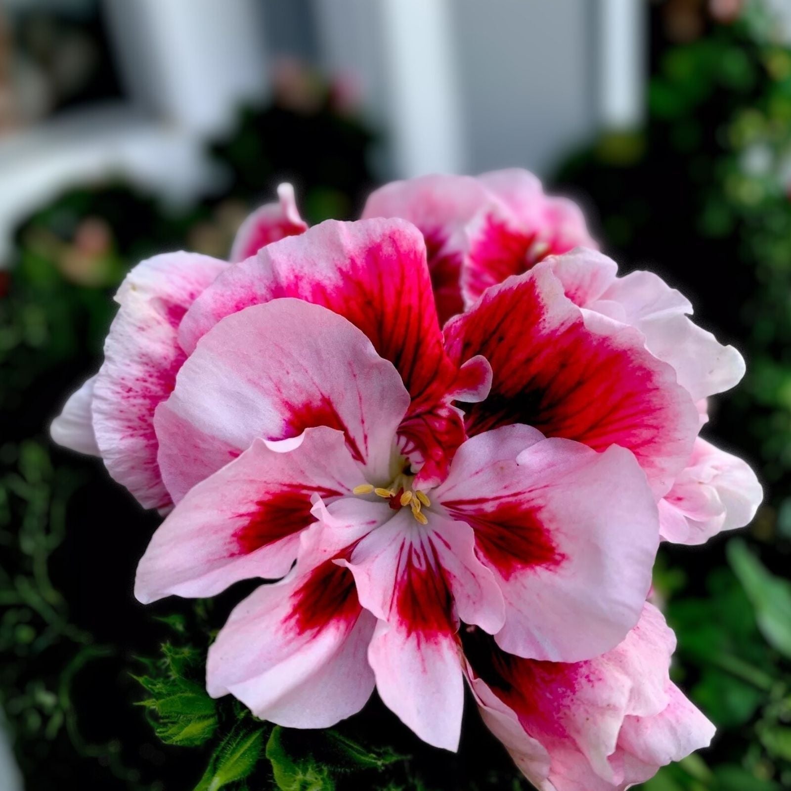 Geranium Plant Cuttings 3 Pack, White Maroon Center, Perennial Pelargonium, Garden Flower, Indoor Outdoor Live Plant