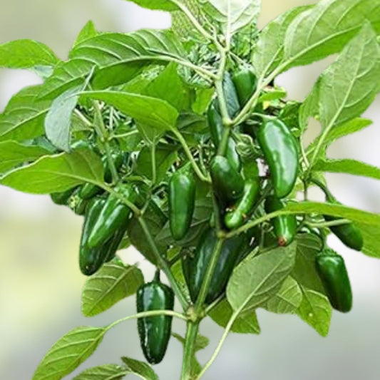 Hot Pepper Seeds Set of 100 | Early Jalapeno Capsicum annuum Non-GMO Garden Seeds | Spicy Flavor Planting Kit