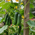 Pickling Cucumber Seeds Heirloom Non-GMO Cucumis sativus Starter Plant for Home Garden