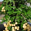 Assorted Fruit Tree Cuttings 50+ Varieties | Live Starter Plants for Home Gardens & Orchards