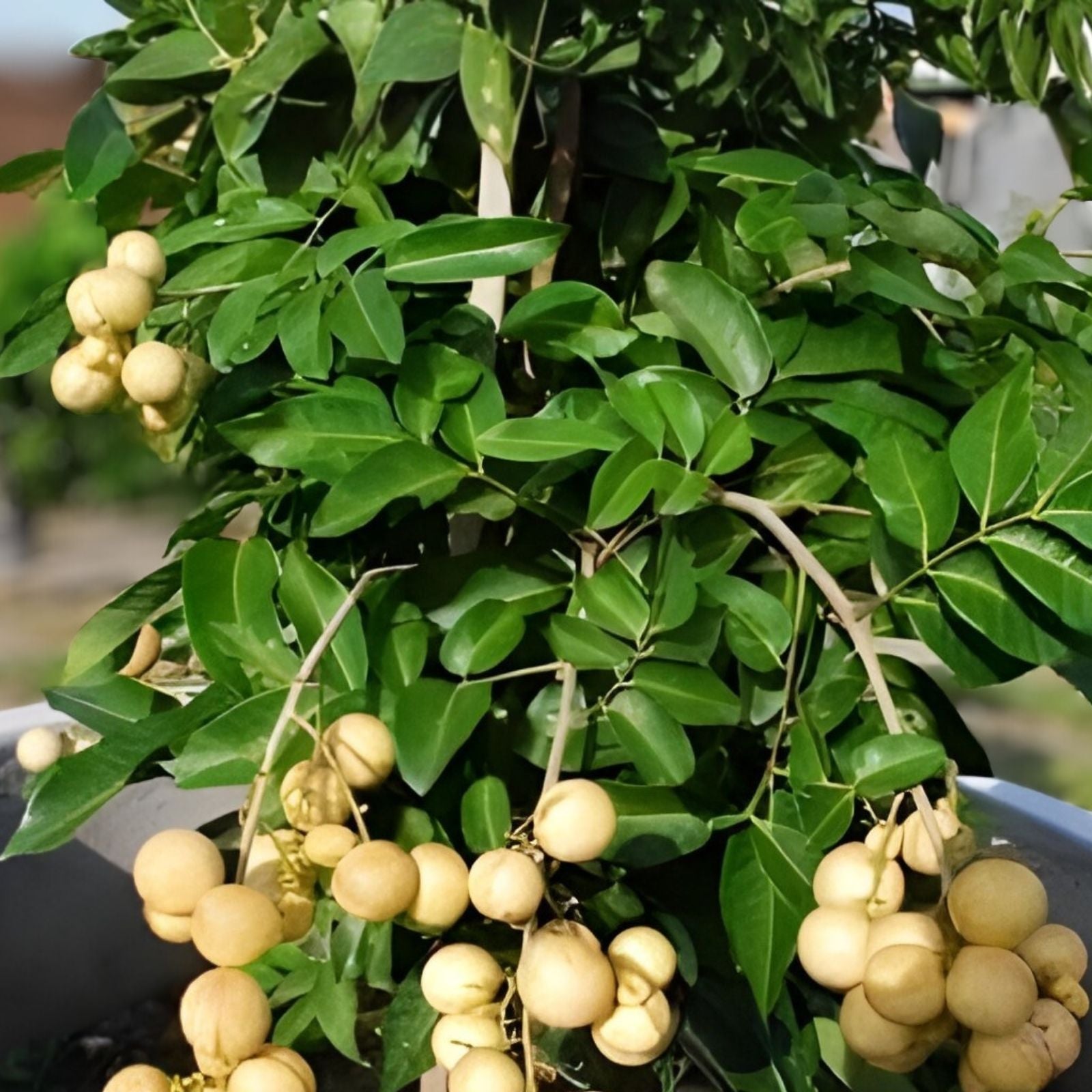Assorted Fruit Tree Cuttings 50+ Varieties | Live Starter Plants for Home Gardens & Orchards