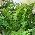 Netted Chain Fern Live Plant Bundle 5-Pack, Woodwardia areolata, Shade Ferns, Live Ferns for Shade Gardens, Houseplants, Starter Plants
