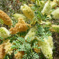 Catclaw Acacia Seeds – Drought-Tolerant Tree, Xeriscaping, Senegalia greggii, Bare Root, Live Plant, Starter Tree
