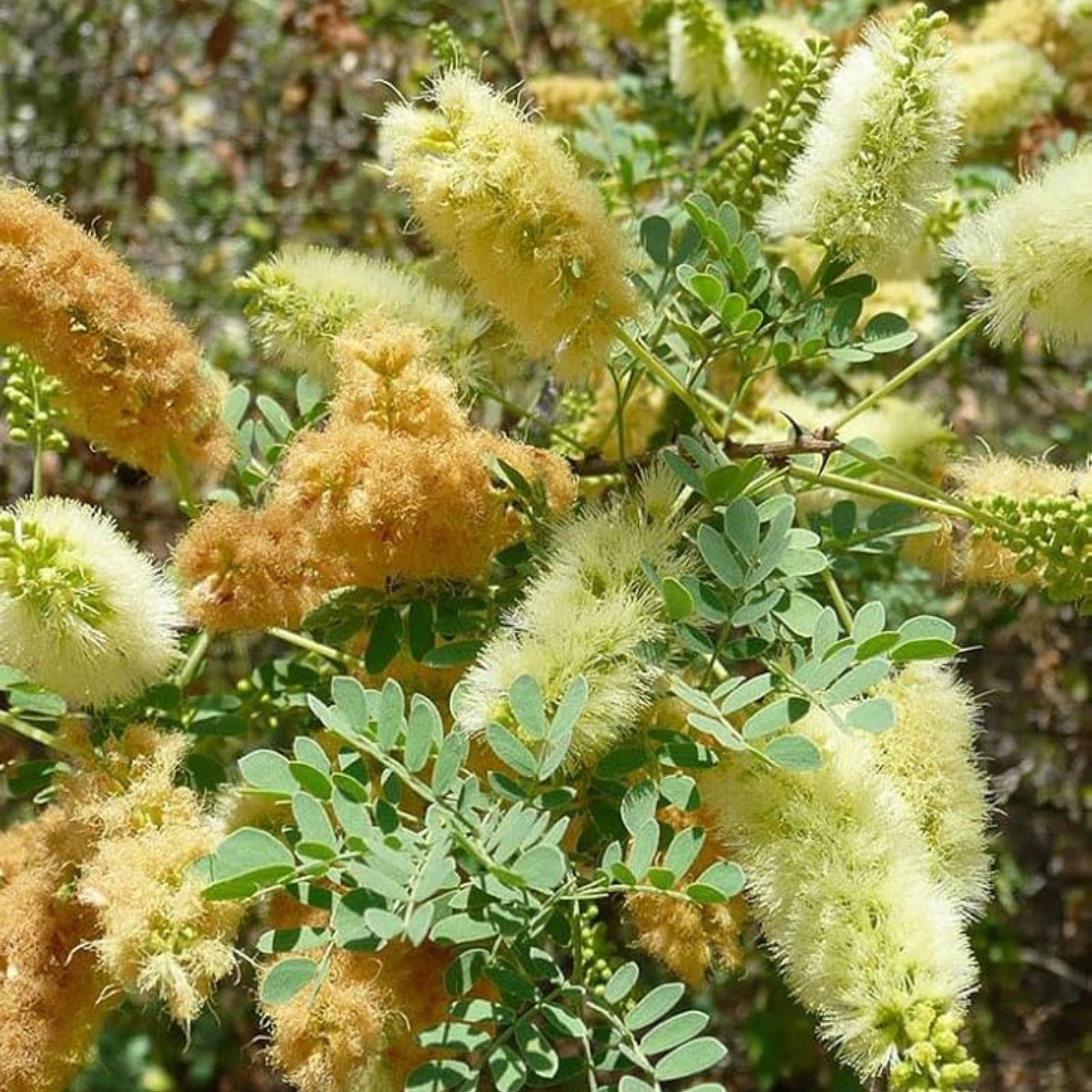 Catclaw Acacia Seeds – Drought-Tolerant Tree, Xeriscaping, Senegalia greggii, Bare Root, Live Plant, Starter Tree