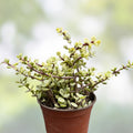 Variegated Elephant Bush Succulent Cuttings, Portulacaria afra Variegata, Easy Care Indoor Plant, Fast Shipping