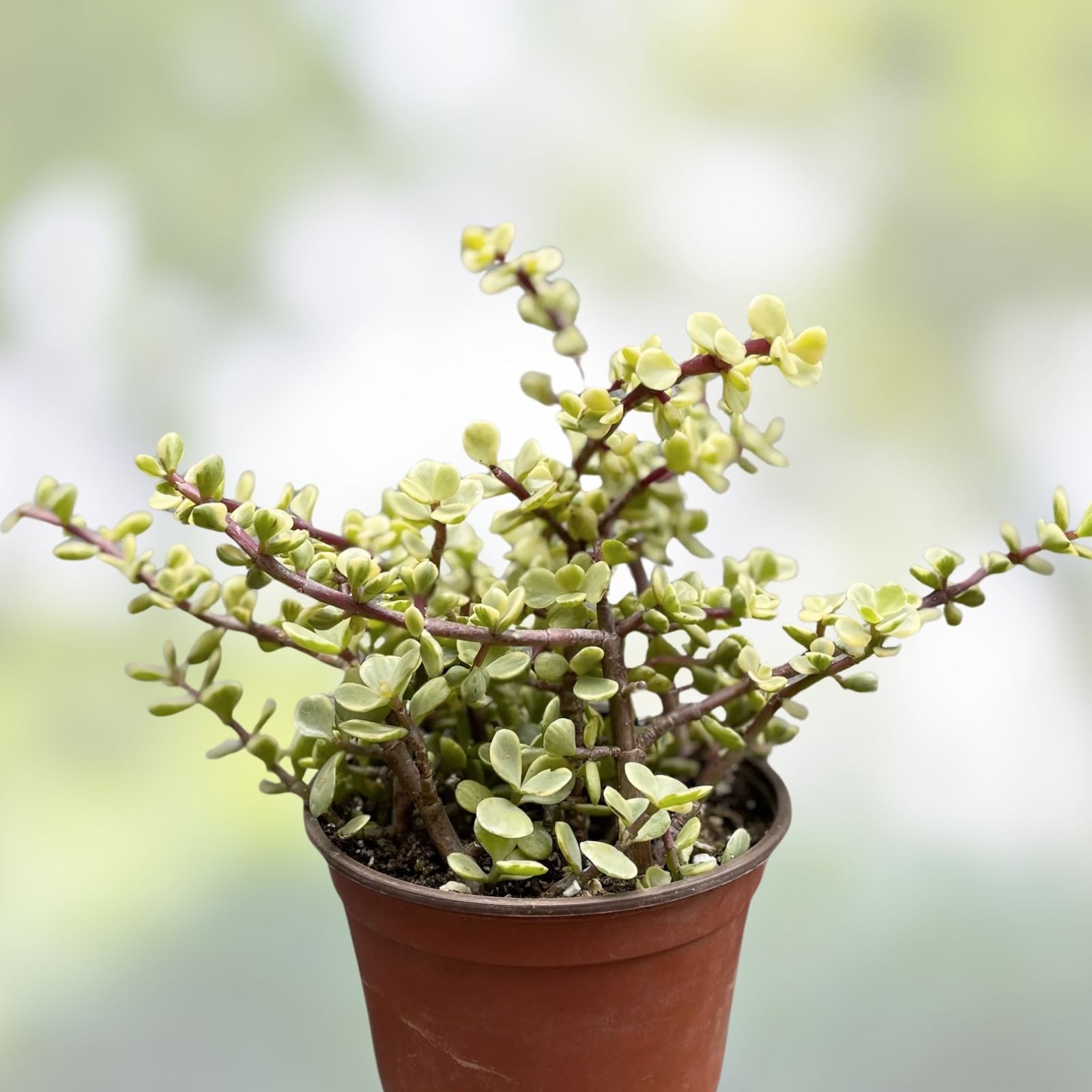 Variegated Elephant Bush Succulent Cuttings, Portulacaria afra Variegata, Easy Care Indoor Plant, Fast Shipping