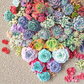 15 Live Succulent Cuttings Assorted Varieties Indoor Outdoor Garden Plants Easy Care Starter Plants