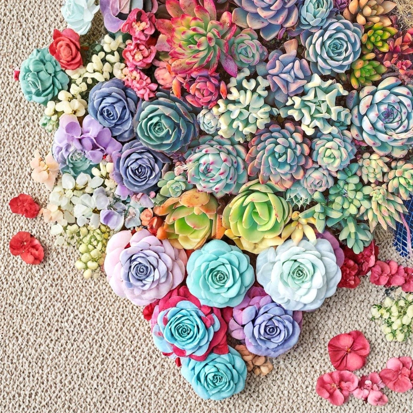 15 Live Succulent Cuttings Assorted Varieties Indoor Outdoor Garden Plants Easy Care Starter Plants