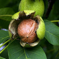 Bronze Shower Tree Seeds 10 Pack - Cassia moschata Tropical Flowering Plant Seeds for Garden Landscaping