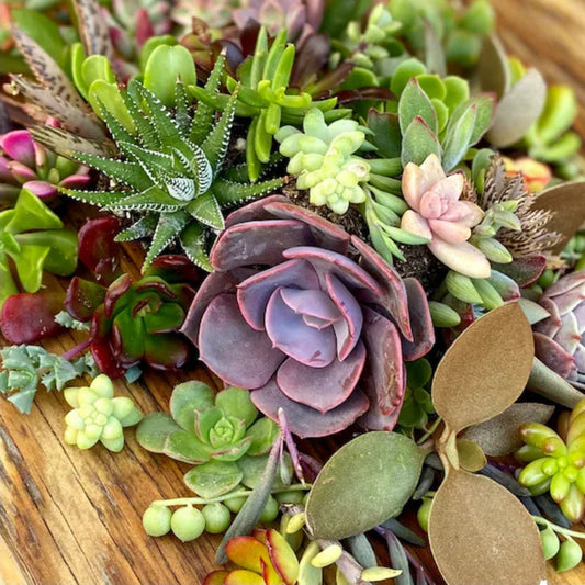 Hanging Succulent Cuttings 5 Pack No Roots Assorted Varieties for DIY Planters and Decor